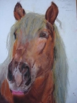 portrét koně