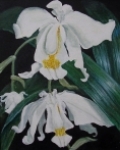 Orchidej bíla